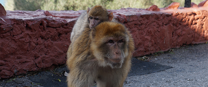 Monkeys at the Rock of Gibraltar